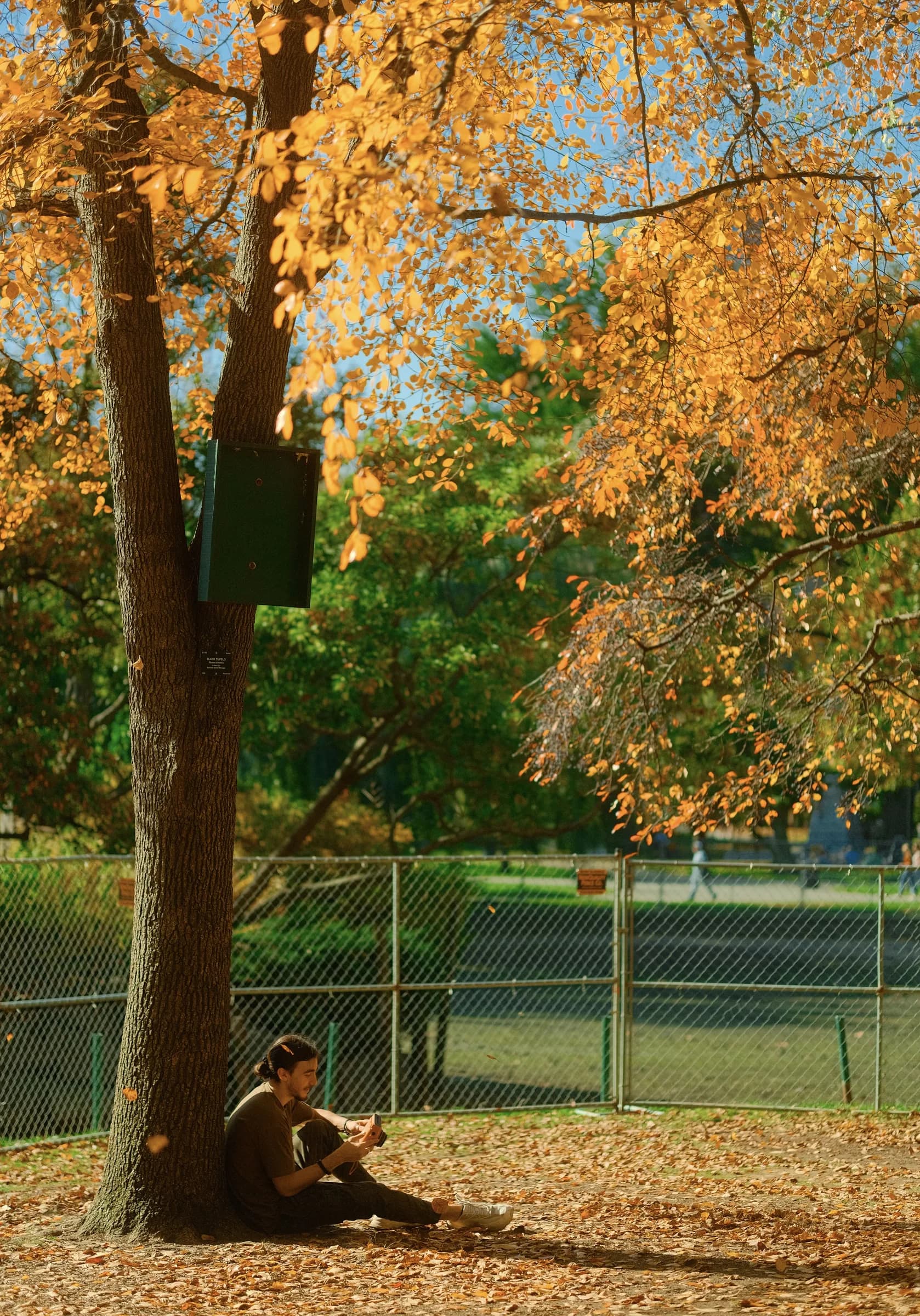 October Leaves