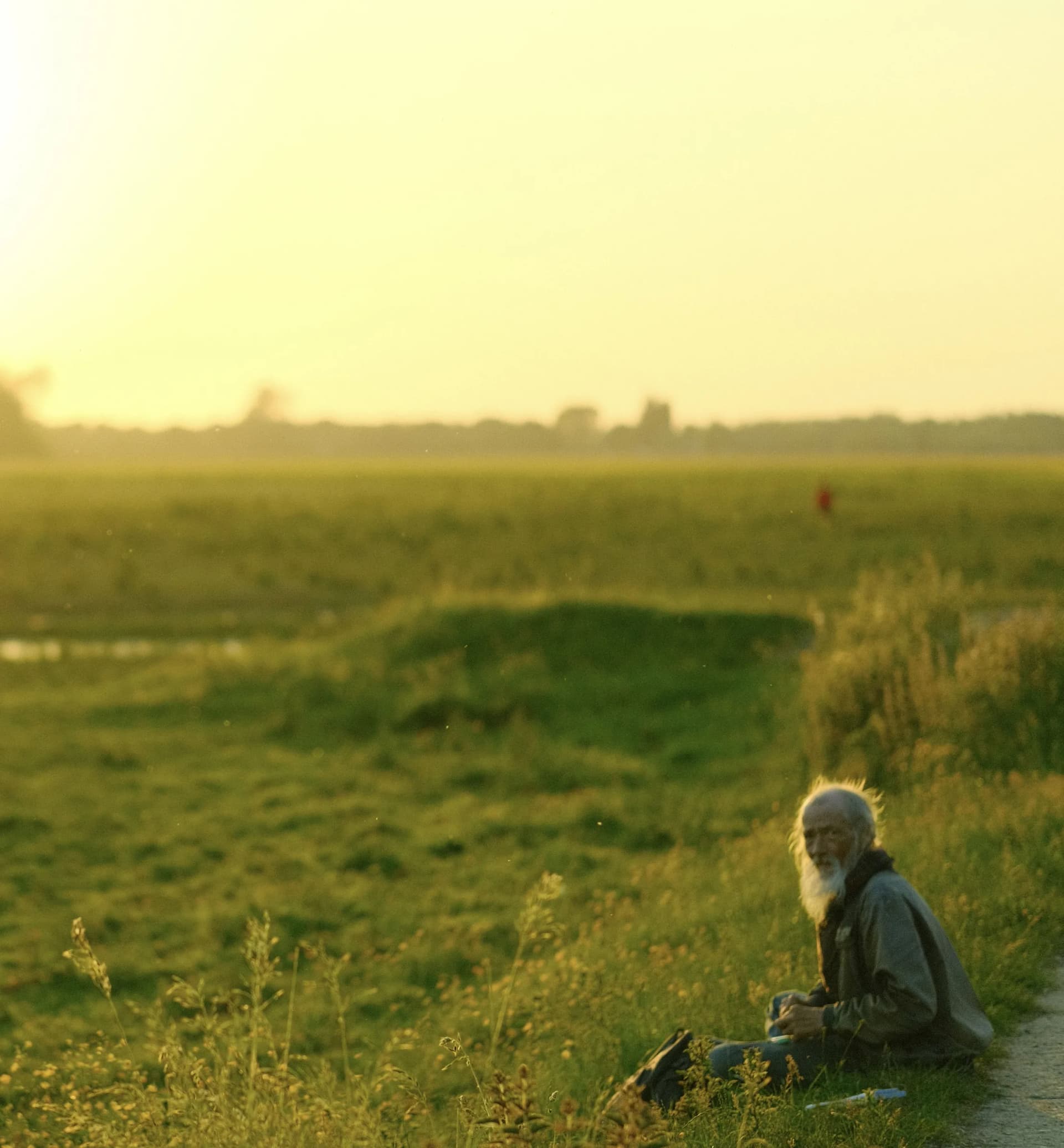 Lost in Golden Meadows